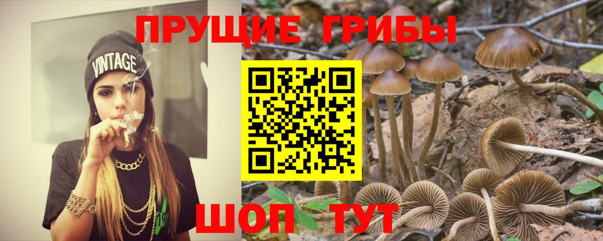 Галлюциногенные грибы Psilocybe Магнитогорск